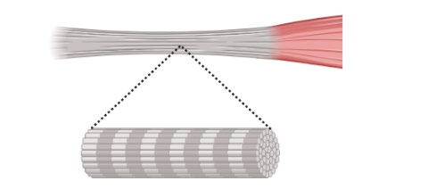 Udir figur 8, kollagenfiber