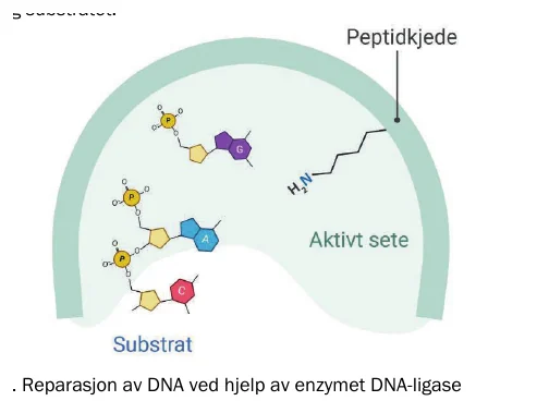 Udir figur 2 DNA-ligase